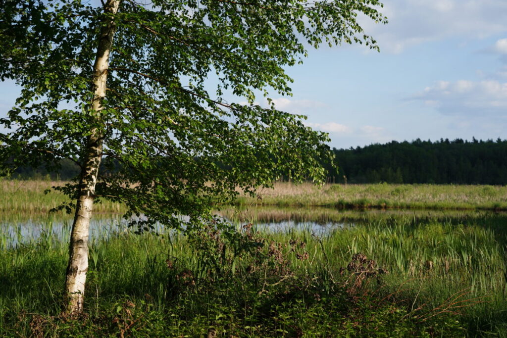 Ekologiczne ABC. Użytek ekologiczny Brzoza w gminie Kochanowice – spacer śladami natury [fotorelacja] 7