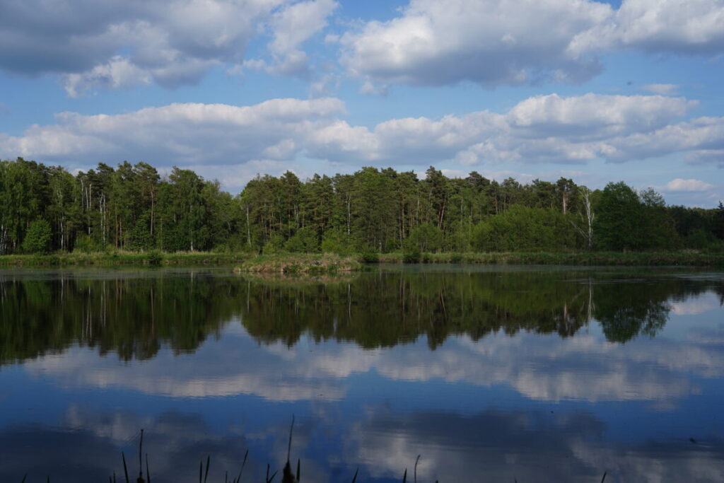 Ekologiczne ABC. Użytek ekologiczny Brzoza w gminie Kochanowice – spacer śladami natury [fotorelacja] 8