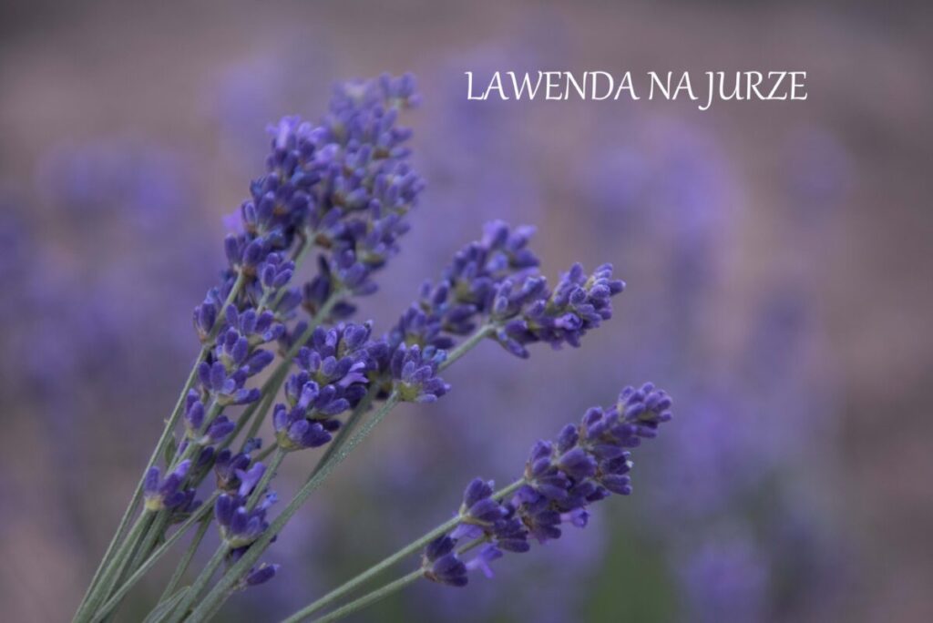LAWENDOWE POLE - nowa wakacyjna atrakcja w Gminie Żarki zaprasza od 28 czerwca! 5