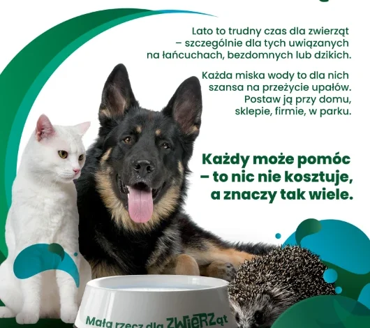 Mały gest ma wielką moc – wystaw miskę z wodą!
