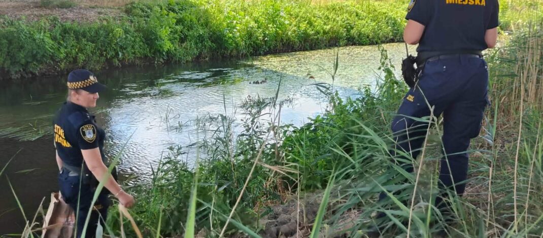 Kaczki szły ul. Fieldorfa-Nila. Strażniczki miejskie wyłapały je i wypuściły do rzeki