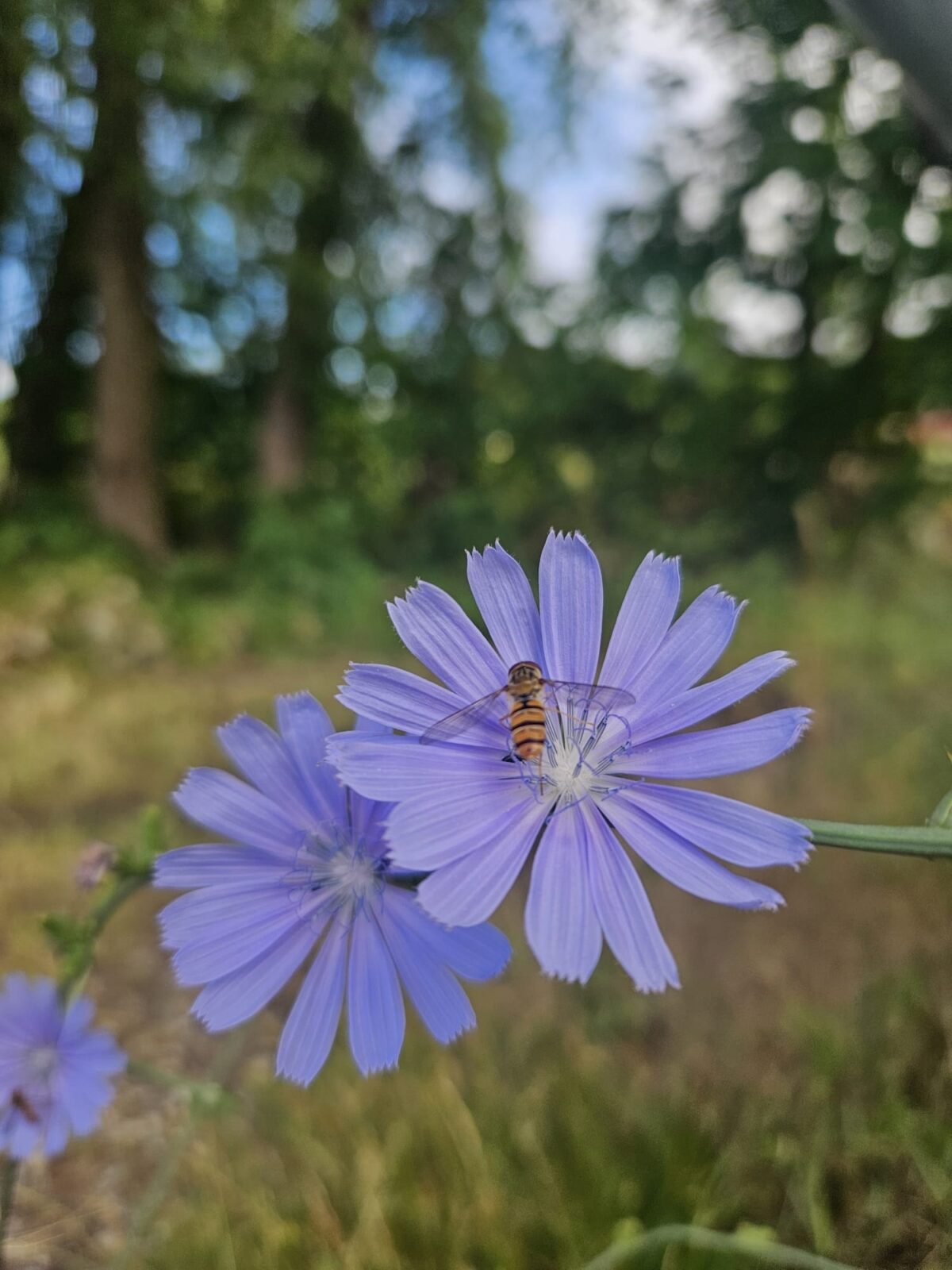 4 lipca ruszają „Etnobotaniczne wibracje” czyli warsztaty zielarskie oraz perfumiarskie!